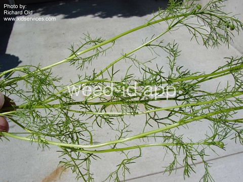 chamomile, wild